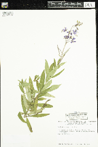 Chamaenerion angustifolium image