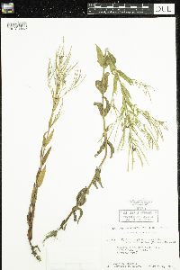 Epilobium ciliatum image