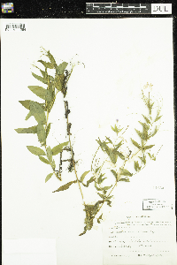 Epilobium ciliatum image