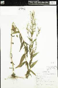 Epilobium ciliatum image