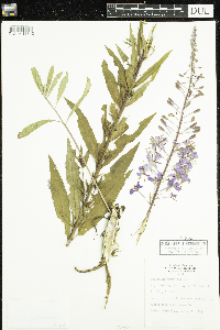Chamaenerion angustifolium image
