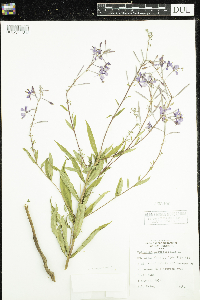Chamaenerion angustifolium image