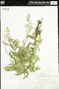 Chamaenerion angustifolium image