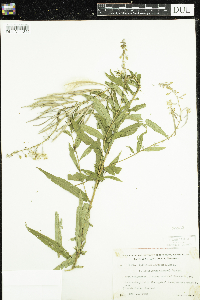 Chamaenerion angustifolium image