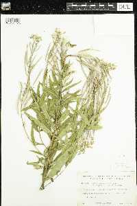 Chamaenerion angustifolium image