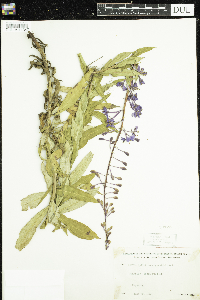 Chamaenerion angustifolium image