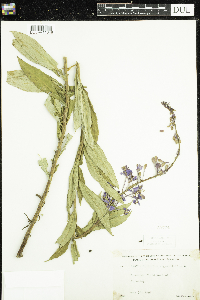 Chamaenerion angustifolium image