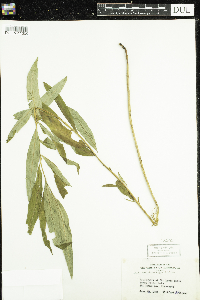 Chamaenerion angustifolium image