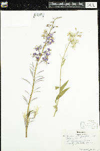 Chamaenerion angustifolium image