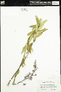 Chamaenerion angustifolium image