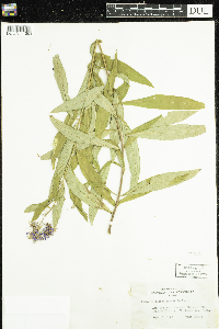 Chamaenerion angustifolium image