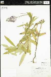 Chamaenerion angustifolium image