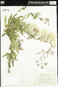 Chamaenerion angustifolium image