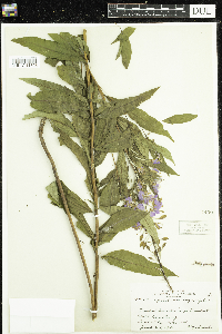 Chamaenerion angustifolium image