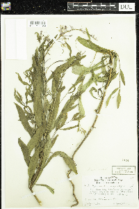 Chamaenerion angustifolium image