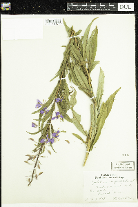 Chamaenerion angustifolium image