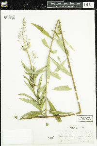 Chamaenerion angustifolium image