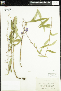 Chamaenerion angustifolium image