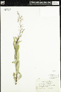 Chamaenerion angustifolium image