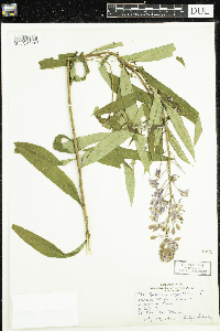 Chamaenerion angustifolium image