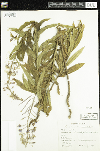 Chamaenerion angustifolium image