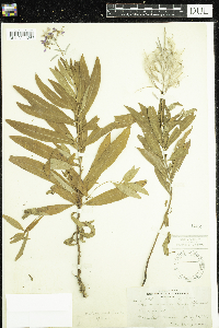 Chamaenerion angustifolium image