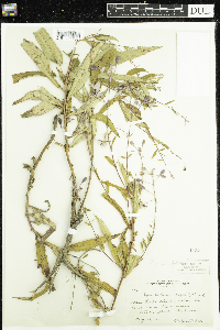 Chamaenerion angustifolium image