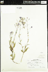 Chamaenerion angustifolium image