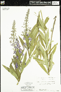 Chamaenerion angustifolium image