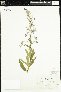 Chamaenerion angustifolium image