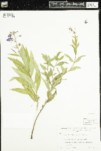 Chamaenerion angustifolium image