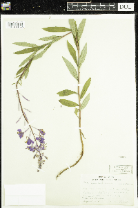 Chamaenerion angustifolium image