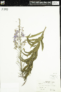 Chamaenerion angustifolium image