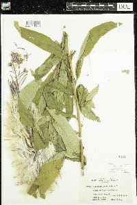 Chamaenerion angustifolium image