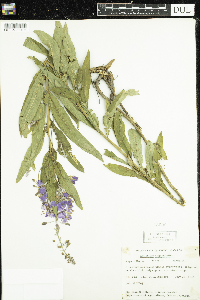 Chamaenerion angustifolium image