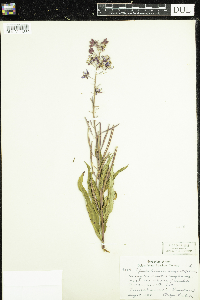 Chamaenerion angustifolium image