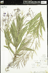 Chamaenerion angustifolium image
