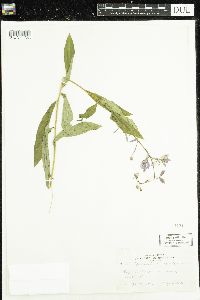 Chamaenerion angustifolium image