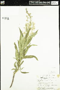 Chamaenerion angustifolium image