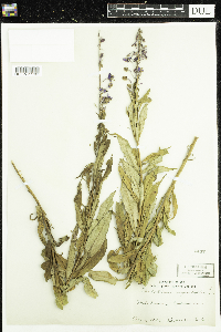Chamaenerion angustifolium image