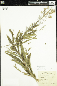 Chamaenerion angustifolium image