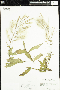 Chamaenerion angustifolium image