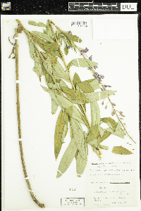 Chamaenerion angustifolium image