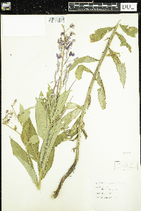 Chamaenerion angustifolium image