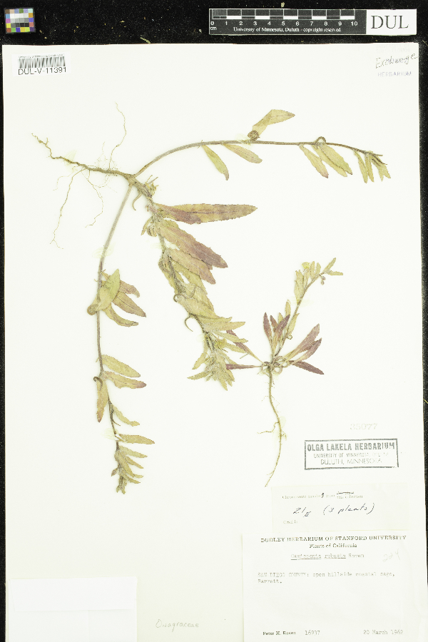 Camissonia robusta image
