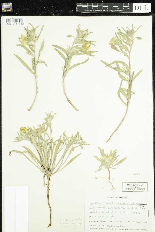 Camissonia pallida subsp. pallida image