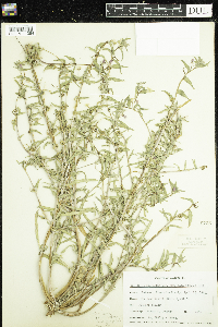Camissonia pallida subsp. pallida image
