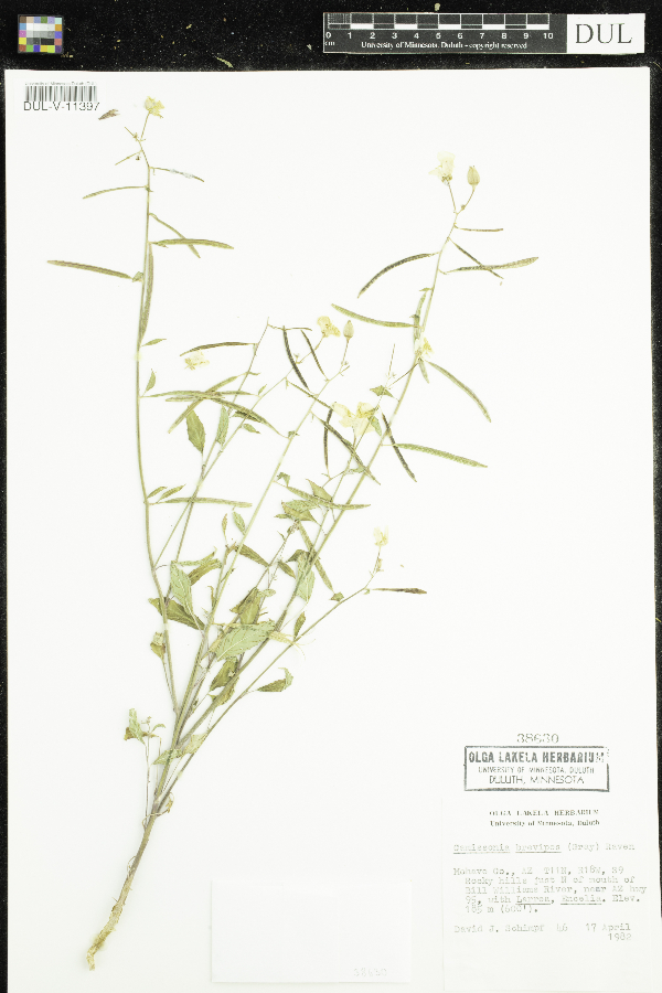 Chylismia brevipes image