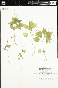 Circaea alpina image