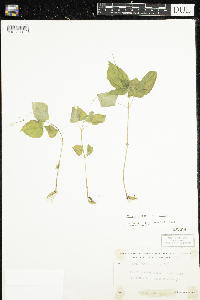 Circaea alpina subsp. alpina image